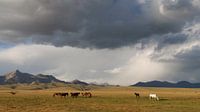 Horses on the shores of Song Kol Lake