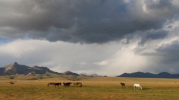 Horses on the shores of Song Kol Lake by Jasper Arends