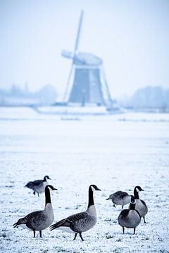 Ganzen in de sneeuw met molen in de achtergrond van Gijs Verbeek