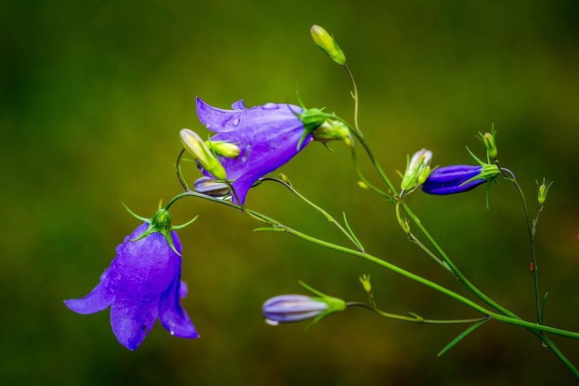 Campanula after the rain 2 by Esther's Photos