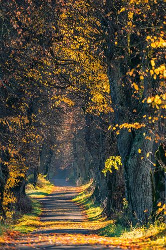 Herbstliche Lindenallee im Allgäu von Achim Thomae Photography
