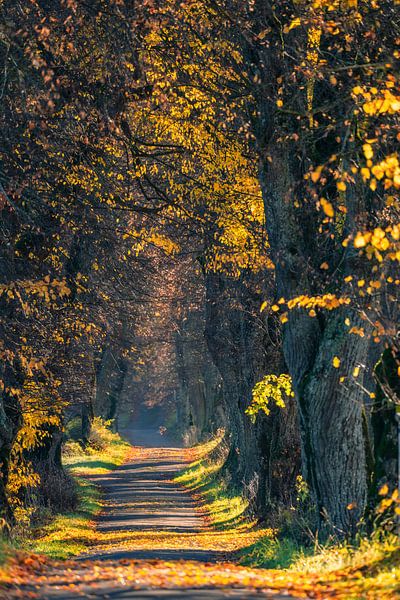 Autumnal avenue of lime trees in the Allgäu by Achim Thomae Photography