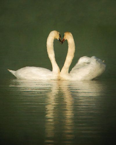 Heart of Swans