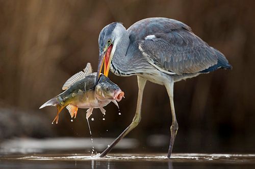 Fischfang Blaureiher von Beschermingswerk voor aan uw muur