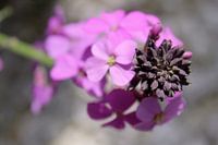 Pink flower