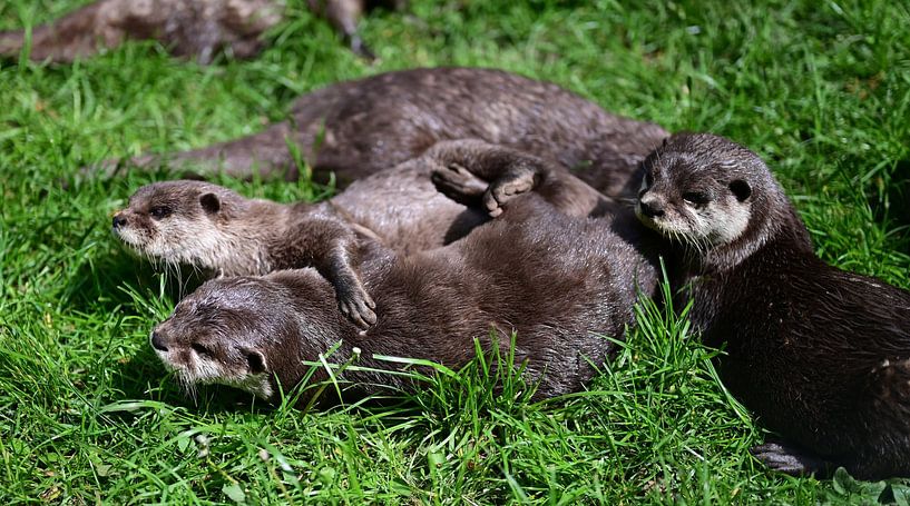 Hugging otters by Keywan Salehi