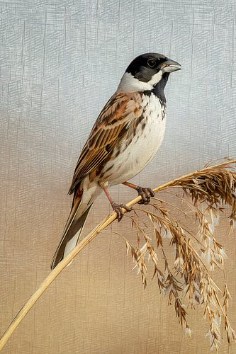 Rietgors op rietstengel