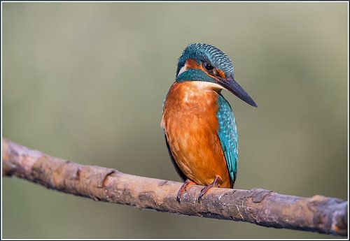 Ijsvogel aan het staren