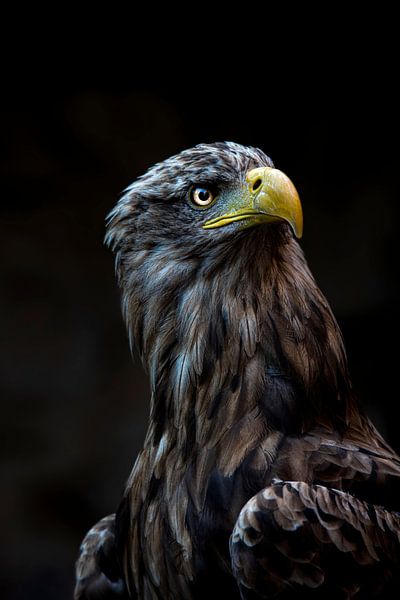 Seeadler II von basnieuwenh