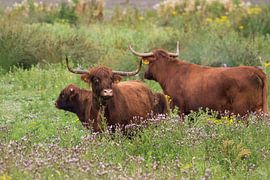 schotse hooglander by miranda  Leenheer