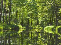 Zomer in het Spreewald