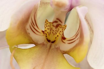 Detail van Orchidee van Frouwkje Fotografie