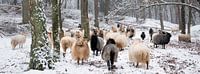 flock of sheep in snowy forest