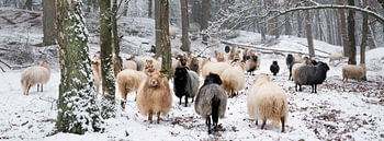 kudde schapen in besneeuwd bos