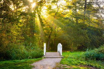 Herbstlicht im Park von Martin Wasilewski