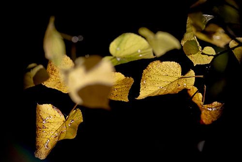 Lindenblatt im späten Sonnenlicht