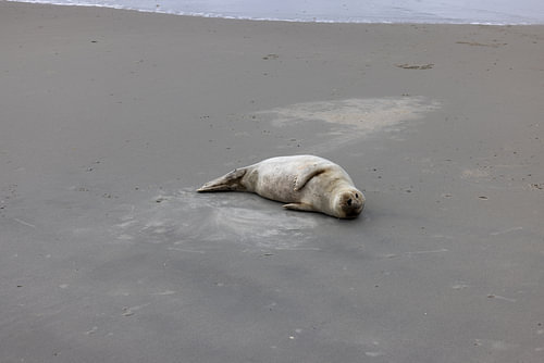 Pictures of a grey seal on the beach at Langeoog.