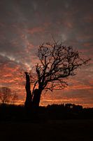 The one tree