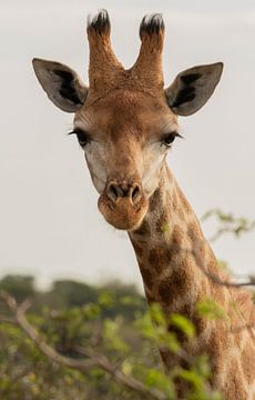 Portrait of giraffe by Joyce den Hollander