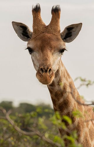 Portrait de girafe