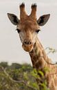 Portret van giraffe van Joyce den Hollander thumbnail