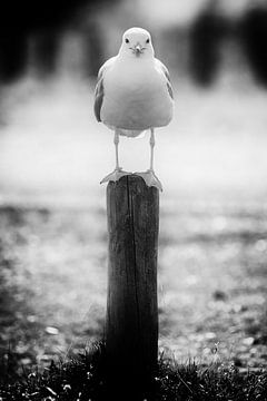 De paalzitter (zwart-wit) van Fotografie Jeronimo