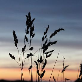 Getreide am Abend von Marfa