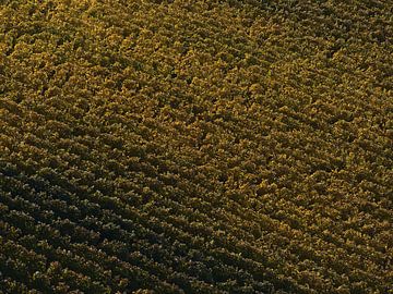 Verkleurde wijngaard met parallelle wijnstokken in de herfst vanuit vogelperspectief van Timon Schneider