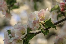 Apple blossoms by BlattArt - Christine Horn
