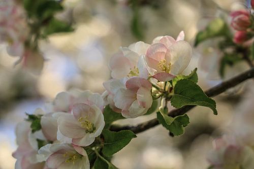 Appelbloesems