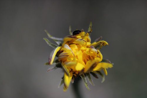 Still life of Black beetle on Dandelion