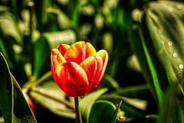 Wilde Tulpen op de Veluwe van Liberty Biesma