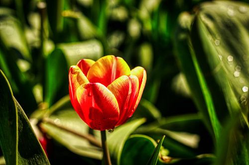 Wild Tulips on the Veluwe