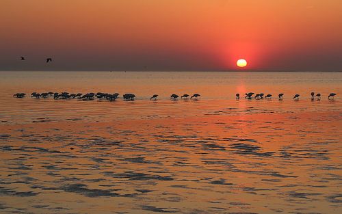 spoonbills on Rockanje beach at sunset