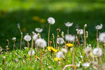 Bloemenweide met paardenbloemen in de zon van chamois huntress