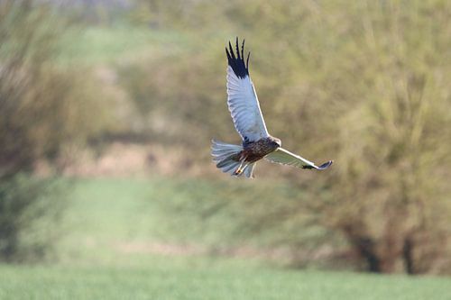 Rohrweihe auf der Jagd
