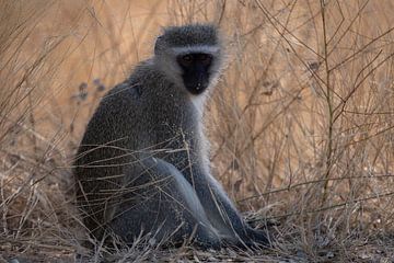 Vervet aap Kruger Park van Sander Huizinga