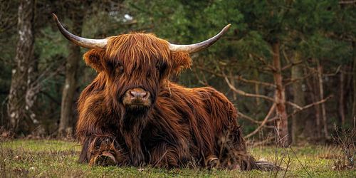 Schottischer Highlander