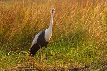 Portrait of a Crane by Chris Stenger