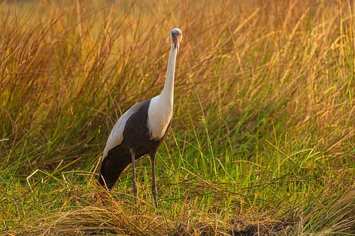 Portret van een Kraanvogel