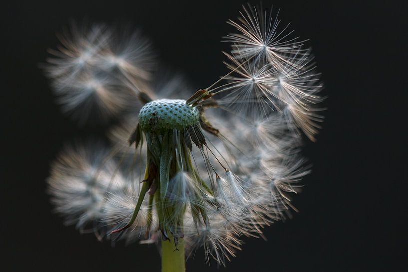 Dandelion fluff by Sylvia Van Dijk