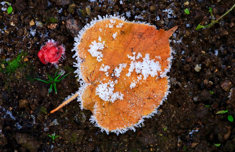 Winter im Garten von Thomas Jäger