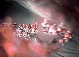 RED SPANGLES no4-QF2 sur Pia Schneider