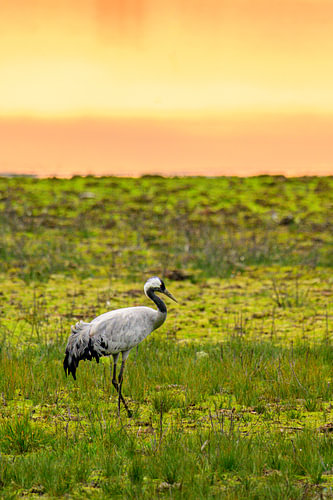 Crane bird resting and feeding in a field during autumn migration