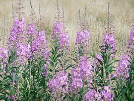 willowherb