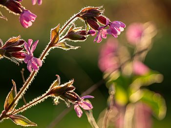 Dromerige bloemen deel 2