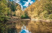 colour game Hallerbos Halle