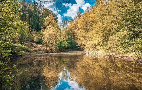 kleurspel Hallerbos Halle