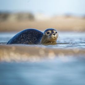 Seal in the surf von Tom Zwerver