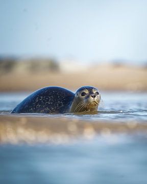 Seal in the surf